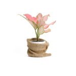 گلدان آپارتمانی تیلادنسیا - Image 3