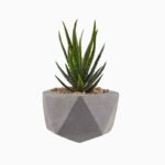 گلدان آپارتمانی تیلادنسیا - Image 2