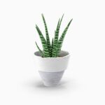 گلدان آپارتمانی فیکوس الاستیکا بلک - Image 2