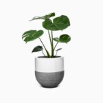 گلدان آپارتمانی فیکوس الاستیکا بلک - Image 3