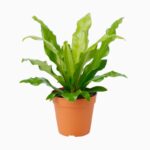 گلدان آپارتمانی فیکوس الاستیکا بلک - Image 4