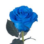 شاخه گل رز - Image 3