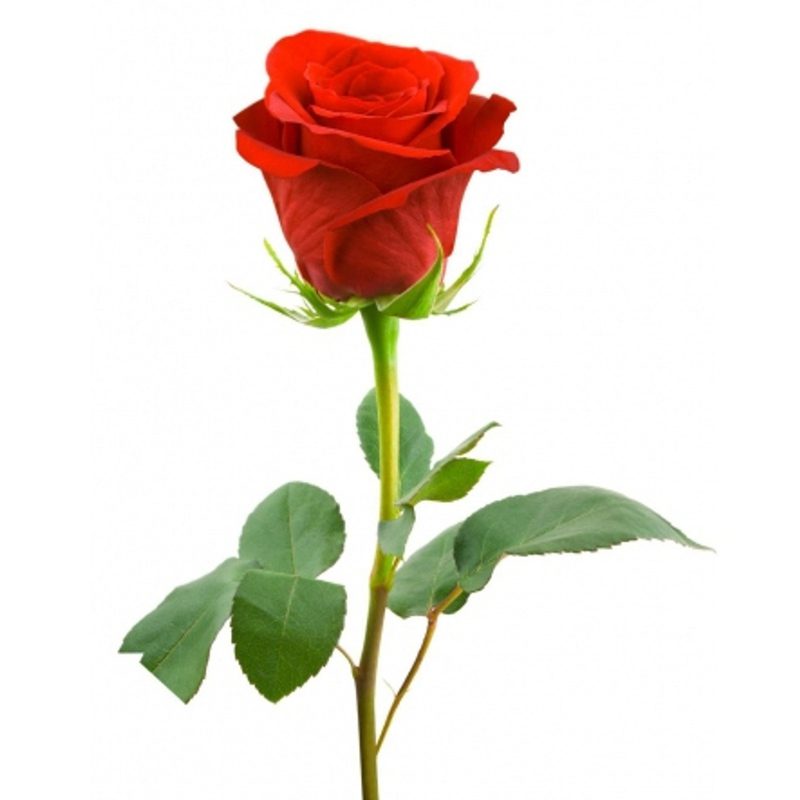 t2-24-thfzvoav شاخه گل رز - Image 1